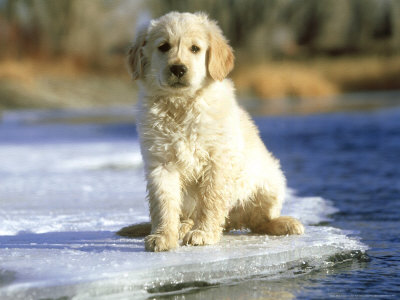 Golden Retriever Puppy, Sitting On Winter Ice by Alan And Sandy Carey Pricing Limited Edition Print image