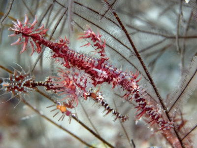 Ornate Ghostpipefish, Female, Malaysia by David B. Fleetham Pricing Limited Edition Print image