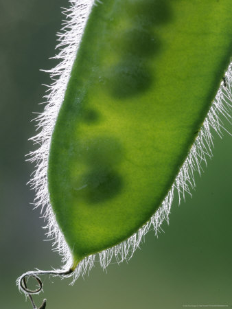 Broom, Pod, Scotland by Mark Hamblin Pricing Limited Edition Print image