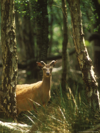 Sika Deer, Buck by David Boag Pricing Limited Edition Print image