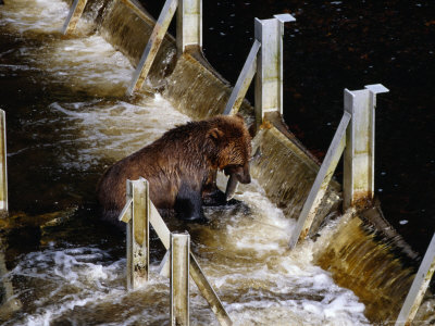 Grizzly Bear Catching Salmon by Alice Grulich-Jones Pricing Limited Edition Print image