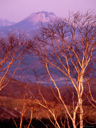 Birch Tree Near Lake Mashuuko At Sunrise by Paul Dymond Pricing Limited Edition Print image