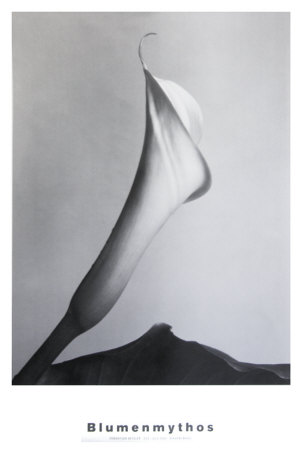 Calla Mit Blatt by Imogen Cunningham Pricing Limited Edition Print image