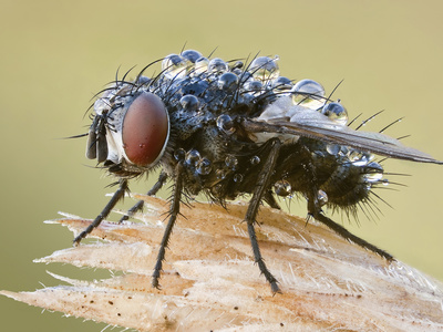 Tachinid Fly Covered In Dew Drops, Stockholm, Sweden by John Hallmen Pricing Limited Edition Print image