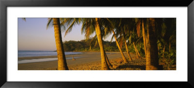 Palm Trees On The Beach, Samara Beach, Guanacaste Province, Costa Rica by Panoramic Images Pricing Limited Edition Print image