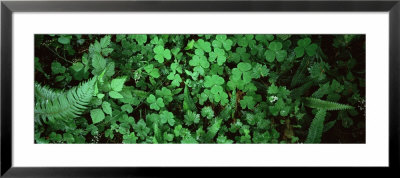 Green Leaves, Hoh Rain Forest, Olympic National Park, Washington State, Usa by Panoramic Images Pricing Limited Edition Print image