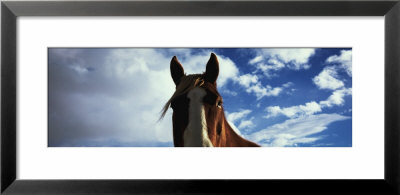 Horse, Montana, Usa by Panoramic Images Pricing Limited Edition Print image