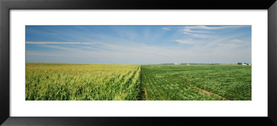 Corn And Soybean Fields On A Landscape, Herscher, Illinois, Usa by Panoramic Images Pricing Limited Edition Print image
