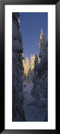 Pine Trees Covered With Snow On A Polar Landscape, Alvdalen, Dalarna, Sweden by Panoramic Images Pricing Limited Edition Print image