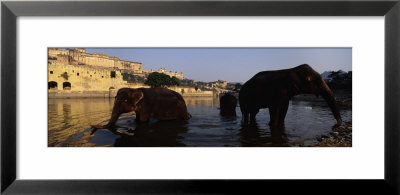 Three Elephants In The River, Amber Fort, Jaipur, Rajasthan, India by Panoramic Images Pricing Limited Edition Print image
