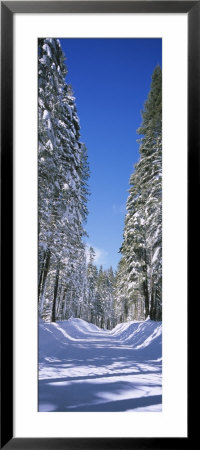 Trees On Both Sides Of A Snow Covered Road, Crane Flat, Yosemite National Park, California, Usa by Panoramic Images Pricing Limited Edition Print image