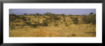 Trees On A Landscape, Samburu National Reserve, Kenya by Panoramic Images Pricing Limited Edition Print image