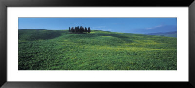 Cypress Trees In A Field, Tuscany, Italy by Panoramic Images Pricing Limited Edition Print image