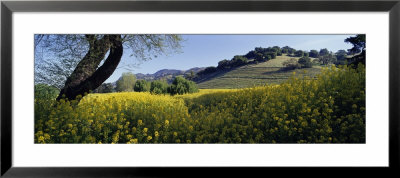 Mustard Flowers In A Field, Napa Valley, California, Usa by Panoramic Images Pricing Limited Edition Print image