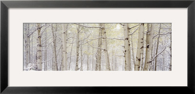 Autumn Aspens With Snow, Colorado, Usa by Panoramic Images Pricing Limited Edition Print image