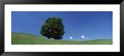 View Of A Lone Tree On A Hillside In Summer by Panoramic Images Pricing Limited Edition Print image