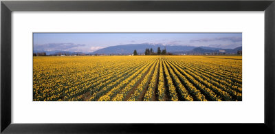 Daffodil Fields, Mount Vernon, Washington State, Usa by Panoramic Images Pricing Limited Edition Print image