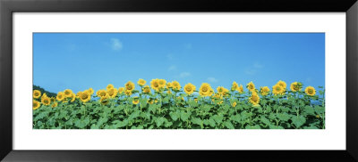 Sunflowers by Panoramic Images Pricing Limited Edition Print image