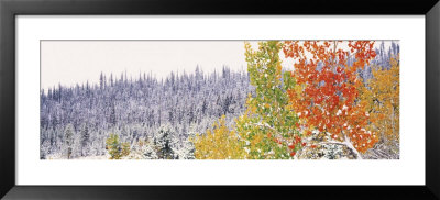 Winter, Aspens, Usa by Panoramic Images Pricing Limited Edition Print image