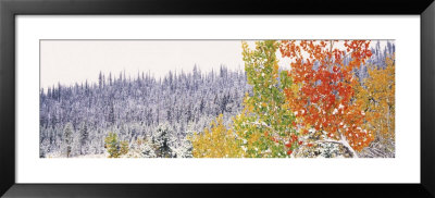 Winter, Aspens, Usa by Panoramic Images Pricing Limited Edition Print image
