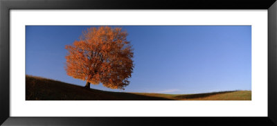 View Of A Lone Tree On A Hill In Fall by Panoramic Images Pricing Limited Edition Print image