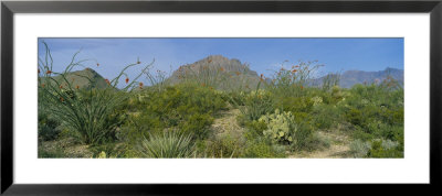 Ocotillo Plants In A Park, Big Bend National Park, Texas, Usa by Panoramic Images Pricing Limited Edition Print image