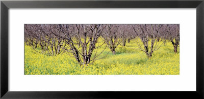 Cherry Trees, San Joachin Valley, California, Usa by Panoramic Images Pricing Limited Edition Print image