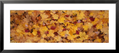 Close Up Of Norway Maple Leaves With Autumn Color by Panoramic Images Pricing Limited Edition Print image