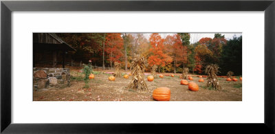Pumpkins On A Field, Connecticut, Usa by Panoramic Images Pricing Limited Edition Print image
