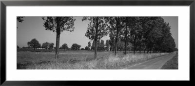 Road Lined With Trees, Brittany, France by Panoramic Images Pricing Limited Edition Print image
