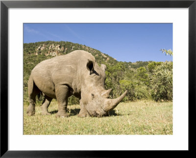 White Rhino, Breeding Animal For Introduction Eleswhere In Kenya, Kenya by Mike Powles Pricing Limited Edition Print image