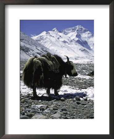 Yaks At Everest Base Camp, Tibet by Michael Brown Pricing Limited Edition Print image