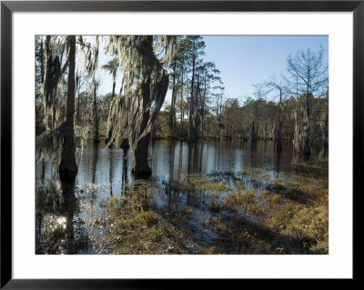 Sam Houston Jones State Park, Lake Charles, Louisiana, Usa by Ethel Davies Pricing Limited Edition Print image