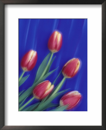 Tulips And Blue Pastel Design, Sammamish, Washington, Usa by Darrell Gulin Pricing Limited Edition Print image