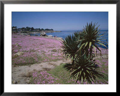 The Magic Carpet Of Mesembryanthemum Flowers, Pacific Grove, Monterey, Usa by Geoff Renner Pricing Limited Edition Print image
