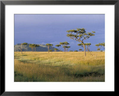 Umbrella Acacia Trees, Masai Mara, Kenya, East Africa, Africa by Robert Harding Pricing Limited Edition Print image