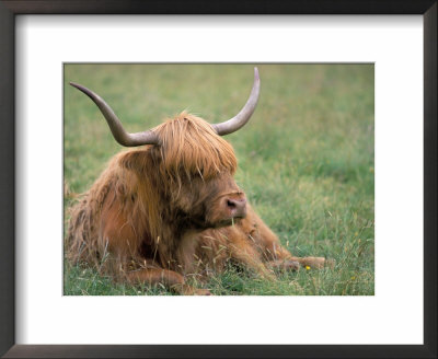 Highland Cattle, West Scotland, Scotland, United Kingdom by Brigitte Bott Pricing Limited Edition Print image