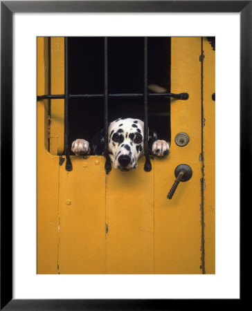 Dalmatian Looking Through Window by Michele Burgess Pricing Limited Edition Print image