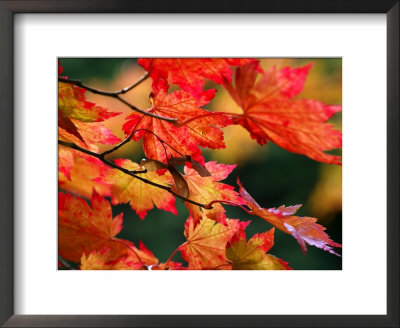 Acer Japonicum Vitifolium (Vine-Leaved Full Moon Maple) by Susie Mccaffrey Pricing Limited Edition Print image