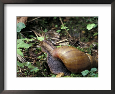 Giant African Land Snail, Gombe National Park, Tanzania by Kristin Mosher Pricing Limited Edition Print image