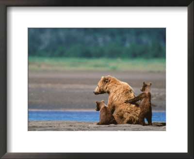 Brown Bear Sow With Cubs, Alaska Peninsula, Katmai National Park, Alaska, Usa by Dee Ann Pederson Pricing Limited Edition Print image