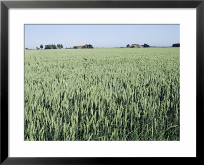 Wheat, North East Friesland, Holland by Occidor Ltd Pricing Limited Edition Print image