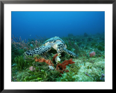 An Endangered Hawksbill Turtle Feeds On A Sponge by Brian J. Skerry Pricing Limited Edition Print image