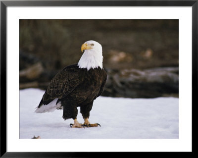 An American Bald Eagle Stands On Snowy Ground by Michael S. Quinton Pricing Limited Edition Print image