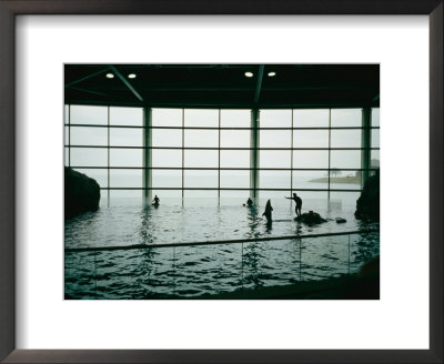 An Animal Trainer Works With A Dolphin In A Large Aquarium by Michael S. Lewis Pricing Limited Edition Print image