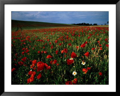 Field Of Poppies by Sisse Brimberg Pricing Limited Edition Print image