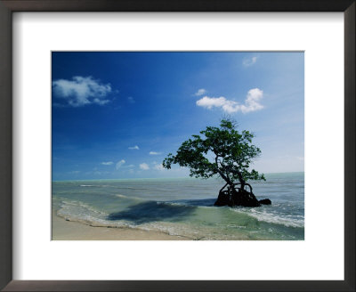 A Mangrove Tree Has Establishd Roots In The Shallow Waters Of The Long Key State Recreation Area by Raymond Gehman Pricing Limited Edition Print image