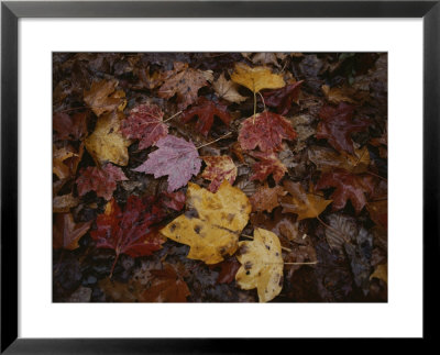 Autumn Colors Overlap In A Pile Of Fallen Leaves by Sam Kittner Pricing Limited Edition Print image