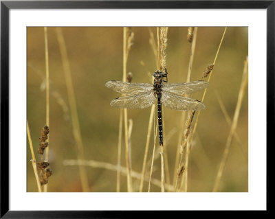 Dragonfly Perched On A Blade Of Tan Grass by Klaus Nigge Pricing Limited Edition Print image