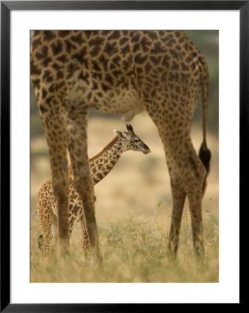 A Baby Masai Giraffe Framed By An Adults Legs (Giraffa Camelopardalis) by Roy Toft Pricing Limited Edition Print image